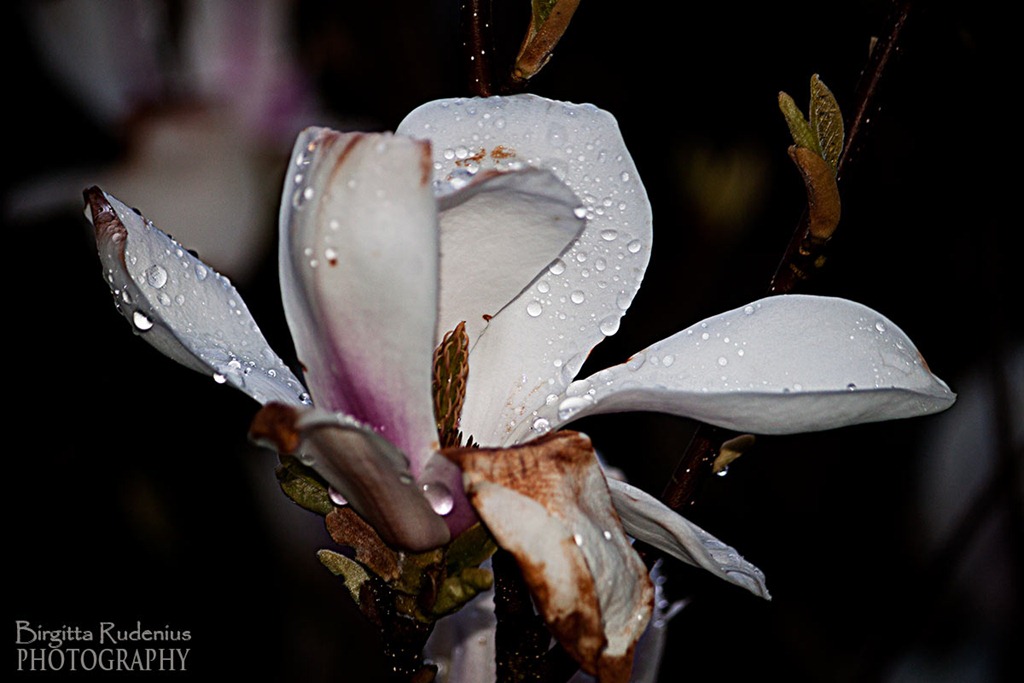 [blom_20120509_magnolia%255B10%255D.jpg]
