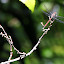 A Dragonfly Resting On A Branch - Oak Beach, Australia