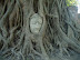 Buddha in tree trunk, outside Wat Mahathat