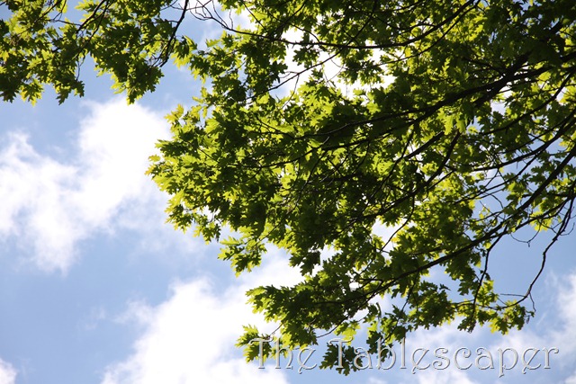 [May-00710.jpg]