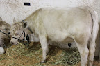 Cattle (before)