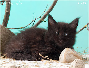 Фото котенка мейн-кун Femi возраст 6 недель