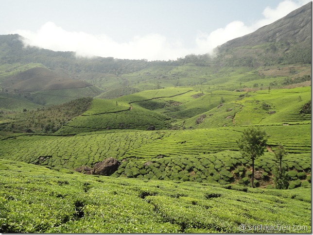munnar tour 234 munnar tour 234