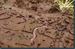 worm channels worm channels