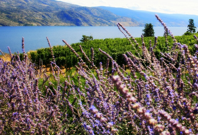 Lavender vineyards at Greata