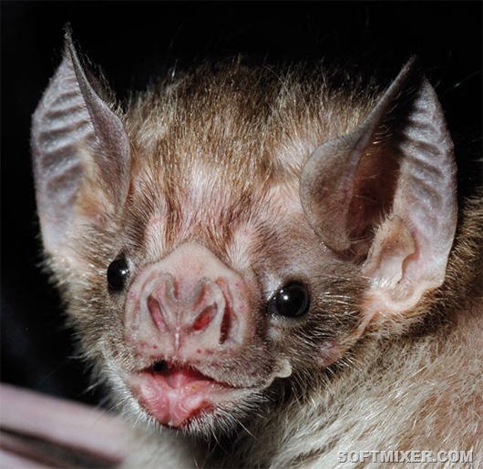 vampire_bat_fig1_600 vampire_bat_fig1_600