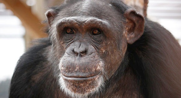 [chimpances2012223.jpg]