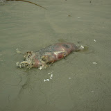 Long Beach 2003 - tofino%252520camping%2525205.jpg