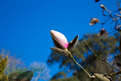 Glendurgan Garden-8.jpg