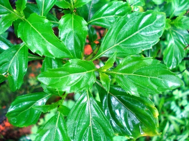 [Ocimum-carnosum3.jpg]