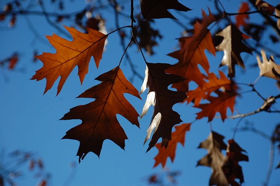 [oak3%255B2%255D.jpg]