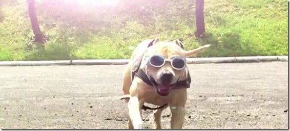 tret-super-dog-parkour
