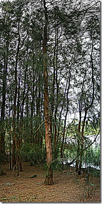 HDRi version HDRi version