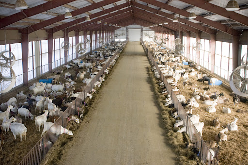 Goat Barn Layout Plans | Joy Studio Design Gallery - Best ...