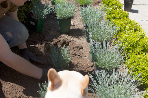 Ryan, I see that you are positioning all of the new perennials that Martha bought the other day. They look like dianthus. You know, there are numerous types of dianthus, and you can find one for almost any garden situation. Ryan, I see that you are positioning all of the new perennials that Martha bought the other day. They look like dianthus. You know, there are numerous types of dianthus, and you can find one for almost any garden situation.
