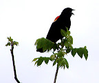Eleanor, Eleanor, where are you? tel: 416 630-3679 public-sector-images.com ® Parc Downsview Park, Toronto, Canada