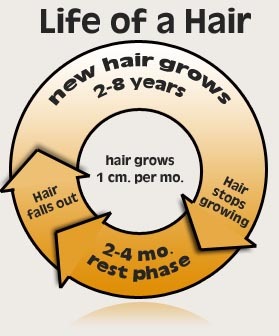 [hair_growth_chart-life-of-hair3.jpg]