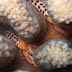 snapping shrimp - Photo (c) DavidR.808, some rights reserved (CC BY-NC-SA)