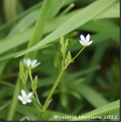 2-tiny-white-flower