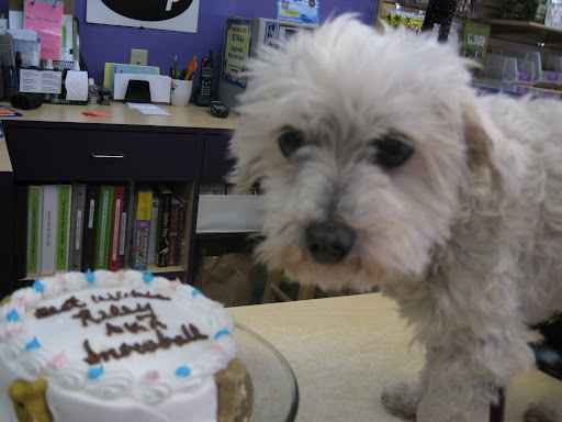 The folks at Dexter's Deli wanted their customers to meet the dog they had helped save- so the festivities began! The folks at Dexter's Deli wanted their customers to meet the dog they had helped save- so the festivities began!