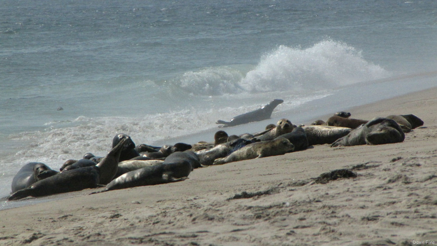 [Birding-south-beach_0523.jpg]
