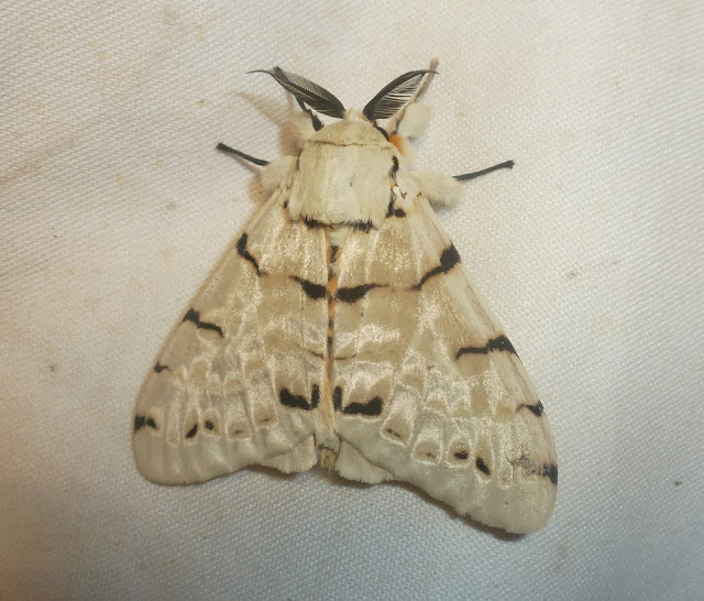 Lymantriidae : Lymantica velutina (MABILLE, 1879), endémique. Saha Forest Camp, Anjozorobe (Madagascar). 2 janvier 2014. Photo : T. Laugier