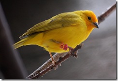 aviary41