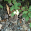 Common Snowberry