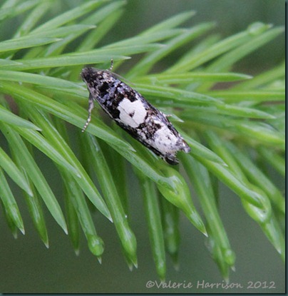 epiblema-sp epiblema-sp