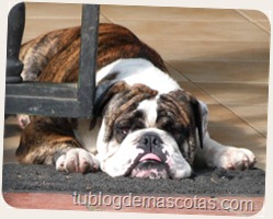 Nombres para buldog: Arrugas, Chato, Ojitos Nombres para buldog: Arrugas, Chato, Ojitos