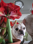 I'm so happy that Martha likes to fill the house with brightness, aren't you, Frannie?