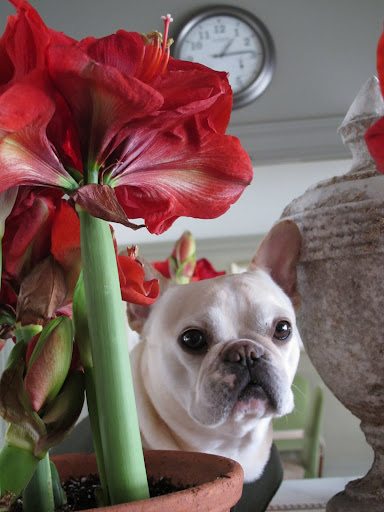 I'm so happy that Martha likes to fill the house with brightness, aren't you, Frannie?