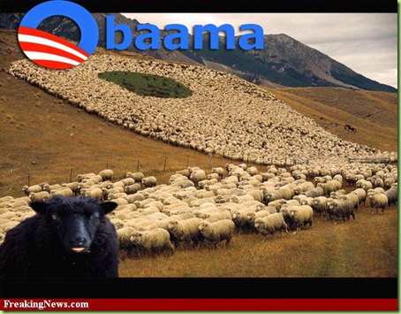 Obaama-sheep--46604