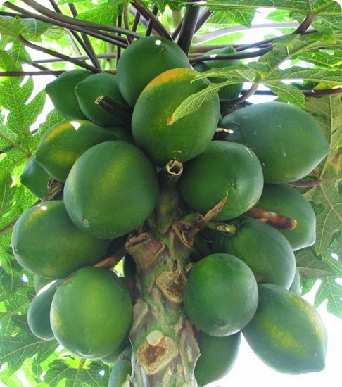 papaya_albero papaya_albero