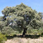 Carrasca de Zamputia