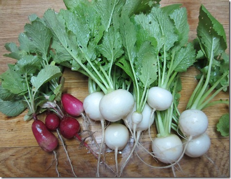 French breakfast radishes and Tokyo Cross turnips