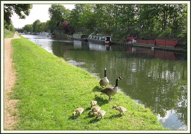[0601cangeese%255B3%255D.jpg]