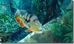 aquarium16