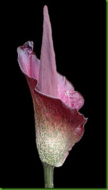 Amorphophallus_konjac