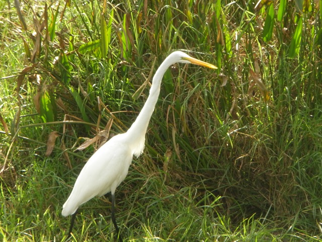 [Bird%255B2%255D.jpg]