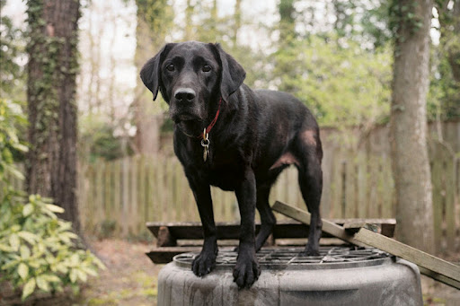 Red -11 yrs- Annapolis, MD. Photo by Charlotte Dumas
Trained in search and rescue, Red worked at the Pentagon site for 11 days and was of great help in the identification of victims. According the her human guardian, ‘‘Red wants to work, but her body just can’t do it anymore.’’ She retired from search and rescue in July 2011. Red -11 yrs- Annapolis, MD. Photo by Charlotte Dumas
Trained in search and rescue, Red worked at the Pentagon site for 11 days and was of great help in the identification of victims. According the her human guardian, ‘‘Red wants to work, but her body just can’t do it anymore.’’ She retired from search and rescue in July 2011.