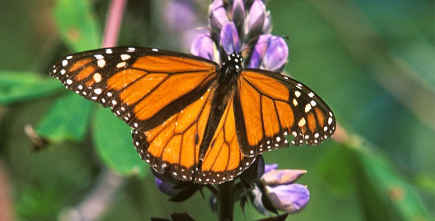 [mariposa-monarca-estado-mexico-nov12%255B8%255D.jpg]