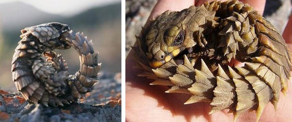1- Lagarto-tatu 1- Lagarto-tatu