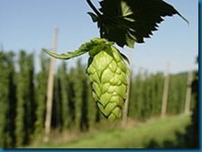 220px-Hopfendolde-mit-hopfengarten hops bitter beer 220px-Hopfendolde-mit-hopfengarten hops bitter beer