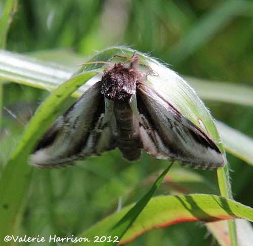 [46%2520lesser-swallow-prominent-3%255B2%255D.jpg]
