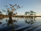 Amanecer en la selva