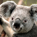 Koala.jpg