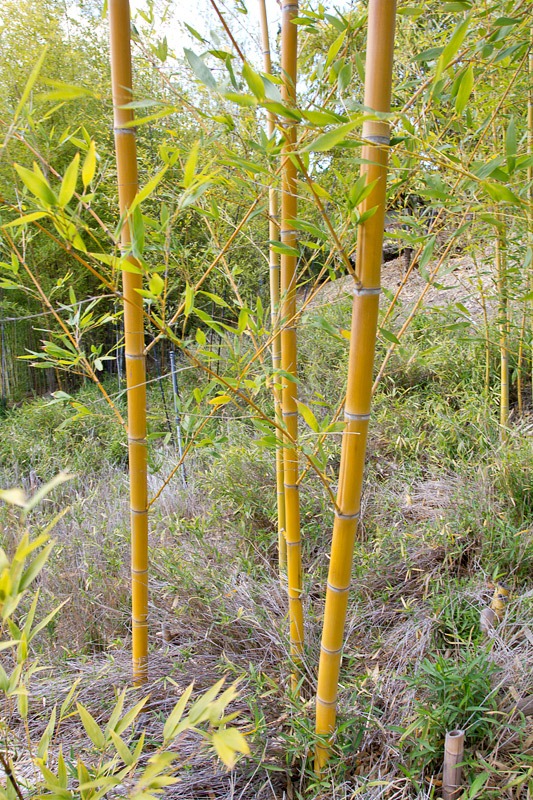 [120427_FoothillBG_Phyllostachys-viri.jpg]