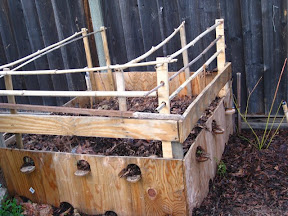 the berry box: five bare root raspberry canes (Carolina) planted in the box, with strawberries planted in the holes. Blueberry (Bluecrop) planted in peat mound next to box. This planting is a bit risky as there are a lot of leaves in the box mixed in with soil and compost. They could compact and prevent water....or they could decompose and retain a lot of water, we'll see.