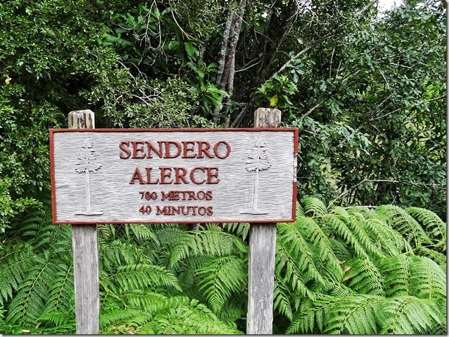 Sendero_de_Alerces_DSC01632 Sendero_de_Alerces_DSC01632